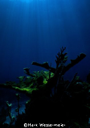 Reaching upward - Image taken in Cayman with a Nikonos V,... by Mark Westermeier 